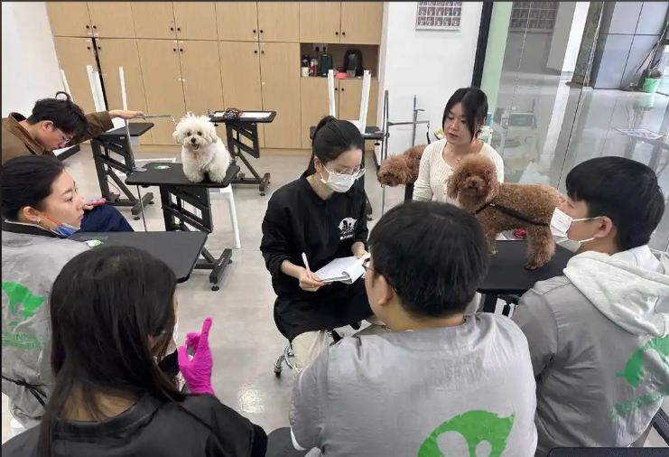 钦州市宠物美容培训宠物美容培训学校 - 排名